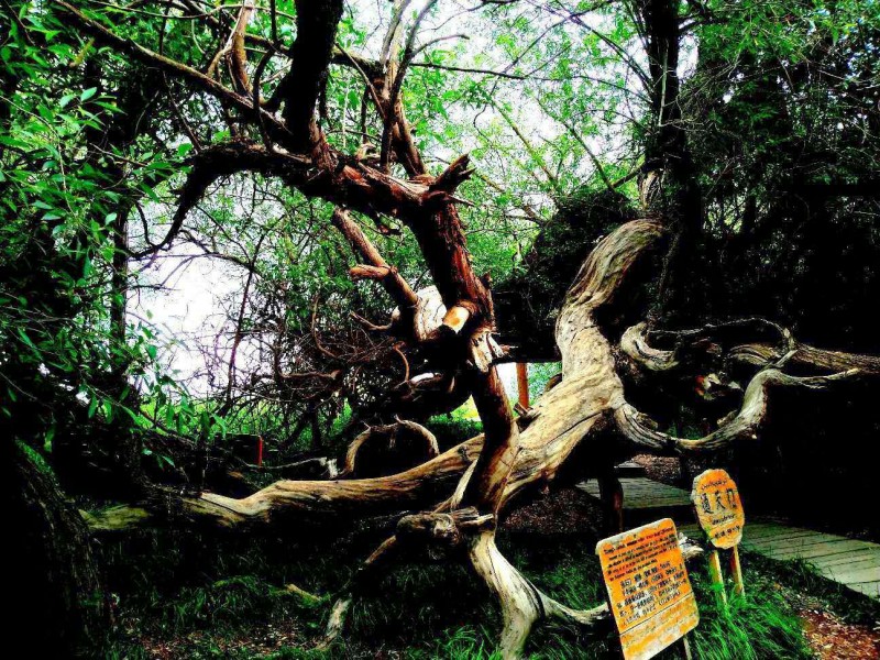 笑琰攝影:天山神木園(新疆阿克蘇地區溫宿)