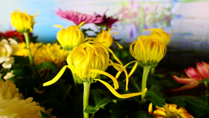 攝影:大美秋菊——平谷·西柏店菊花美食文化節的菊花