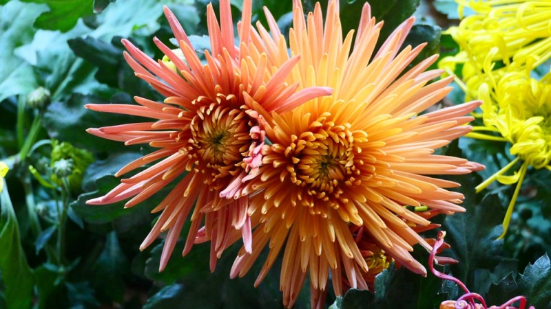 攝影:大美秋菊——平谷·西柏店菊花美食文化節的菊花