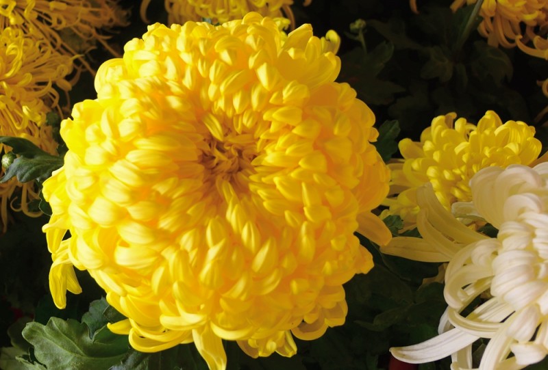 攝影:大美秋菊——平谷·西柏店菊花美食文化節的菊花