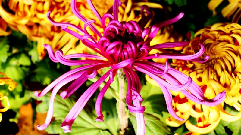 攝影:大美秋菊——平谷·西柏店菊花美食文化節的菊花