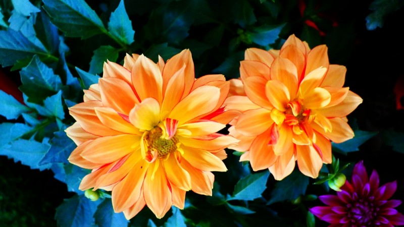 攝影:大美秋菊——平谷·西柏店菊花美食文化節的菊花