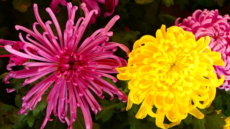 攝影:大美秋菊——平谷·西柏店菊花美食文化節的菊花
