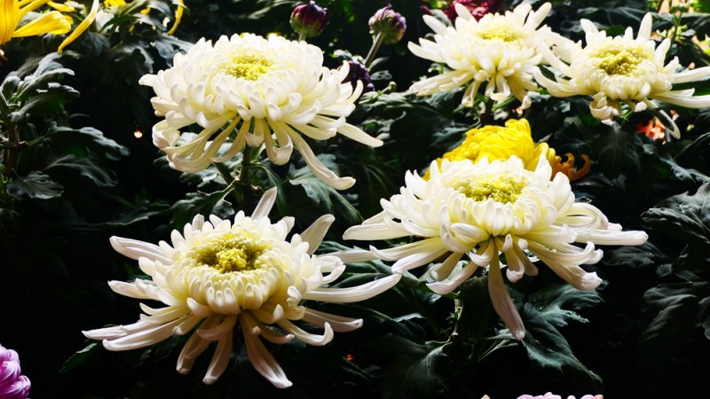 攝影:大美秋菊——平谷·西柏店菊花美食文化節的菊花