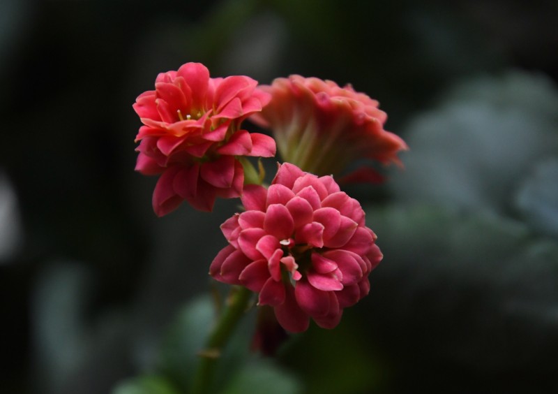 辦公室的花兒開了——靳新國攝影詩畫