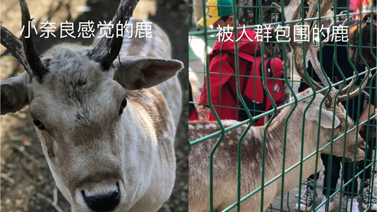 四川“小瑞士”，余杭“小巴黎”：人們?yōu)槭裁聪矚g制造“小”景點(diǎn)？