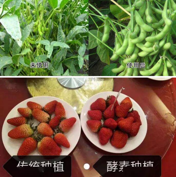 島本酵素，酵素農(nóng)業(yè)發(fā)起人，打造農(nóng)業(yè)生態(tài)健康發(fā)展新模式