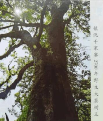 中醫通法治未病  藥食同源益壽長   北京陳寶洪中醫研究院——陳寶洪 院長