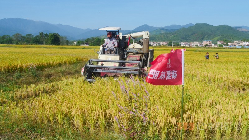 碳氫賦農顯成效 核肥助力廣東清遠絲苗米豐收