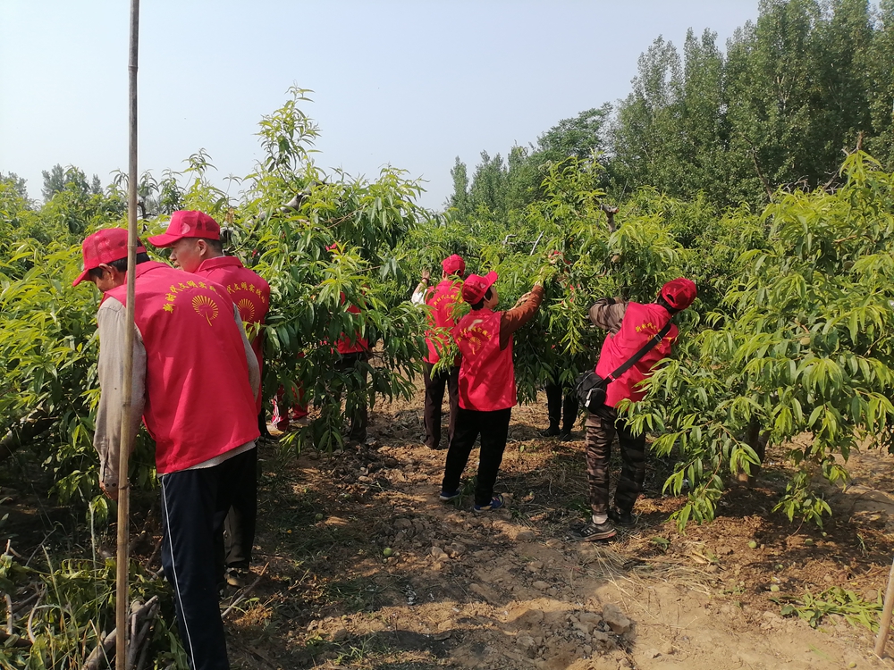 德州保店鎮：志愿紅助力黃桃基地疏果 共繪鄉村振興新圖景