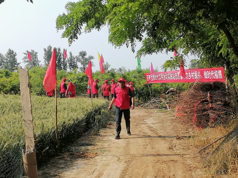 德州保店鎮：志愿紅助力黃桃基地疏果 共繪鄉村振興新圖景