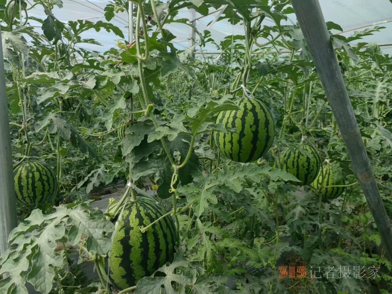 高原上的魯商引擎——林芝市魯商產業園的藏區協同發展紀實