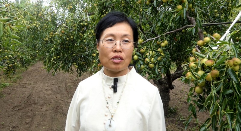 黃驊碳氫核肥冬棗基地迎豐收：增產三成零農殘，綠色種植結出“放心果”
