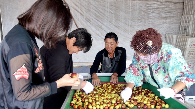 黃驊碳氫核肥冬棗基地迎豐收：增產三成零農殘，綠色種植結出“放心果”